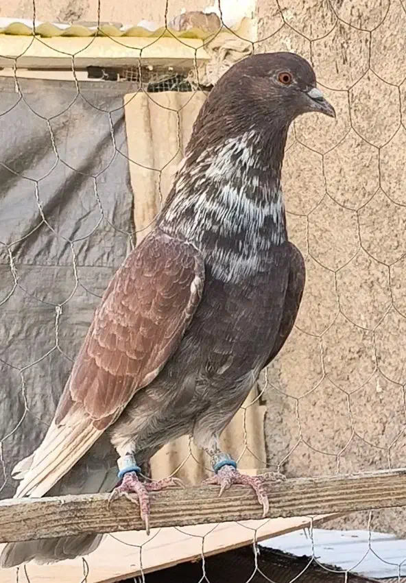 کبوتر پرشی|پرنده|فاضل آباد, |دیوار