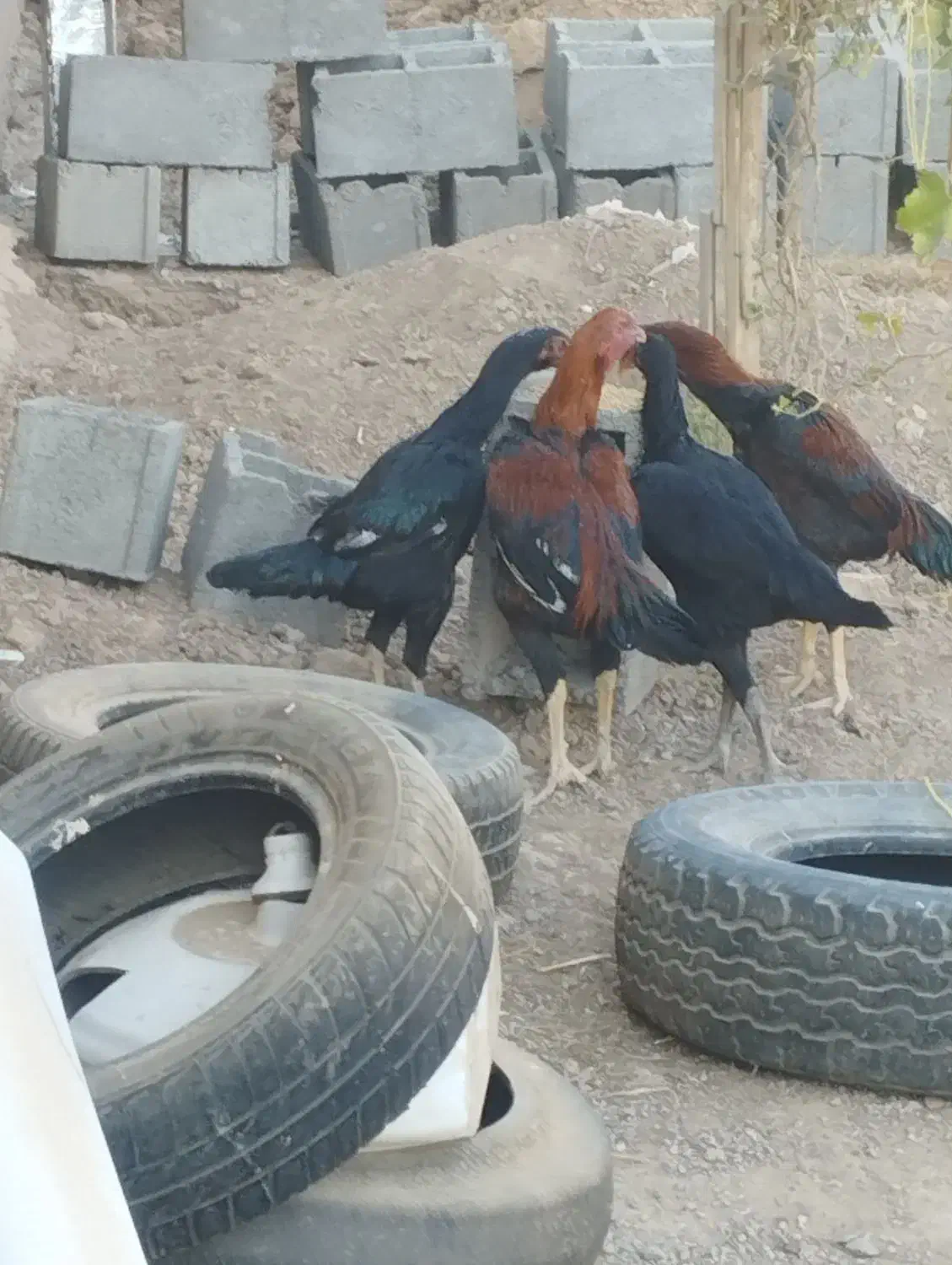 لاری‌های اصیل افغان|حیوانات مزرعه|الوند, |دیوار