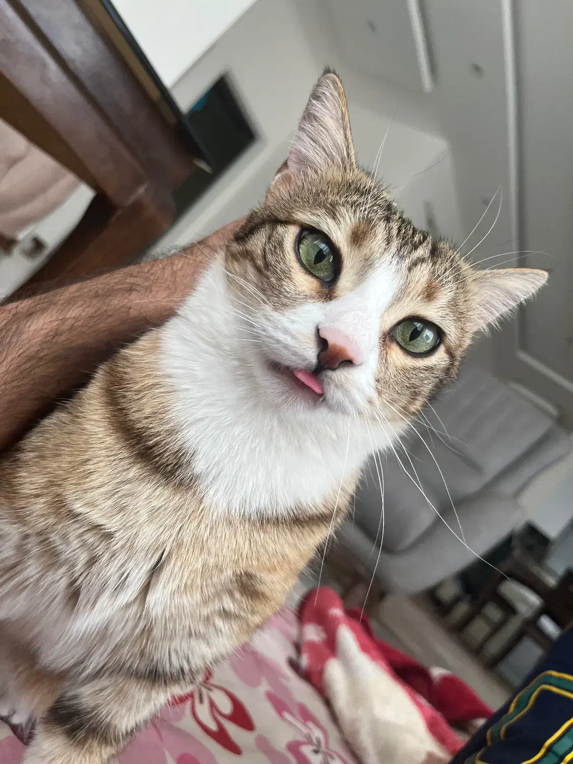 گربه خونگی|گربه|گلبهار, شهر جدید گلبهار|دیوار