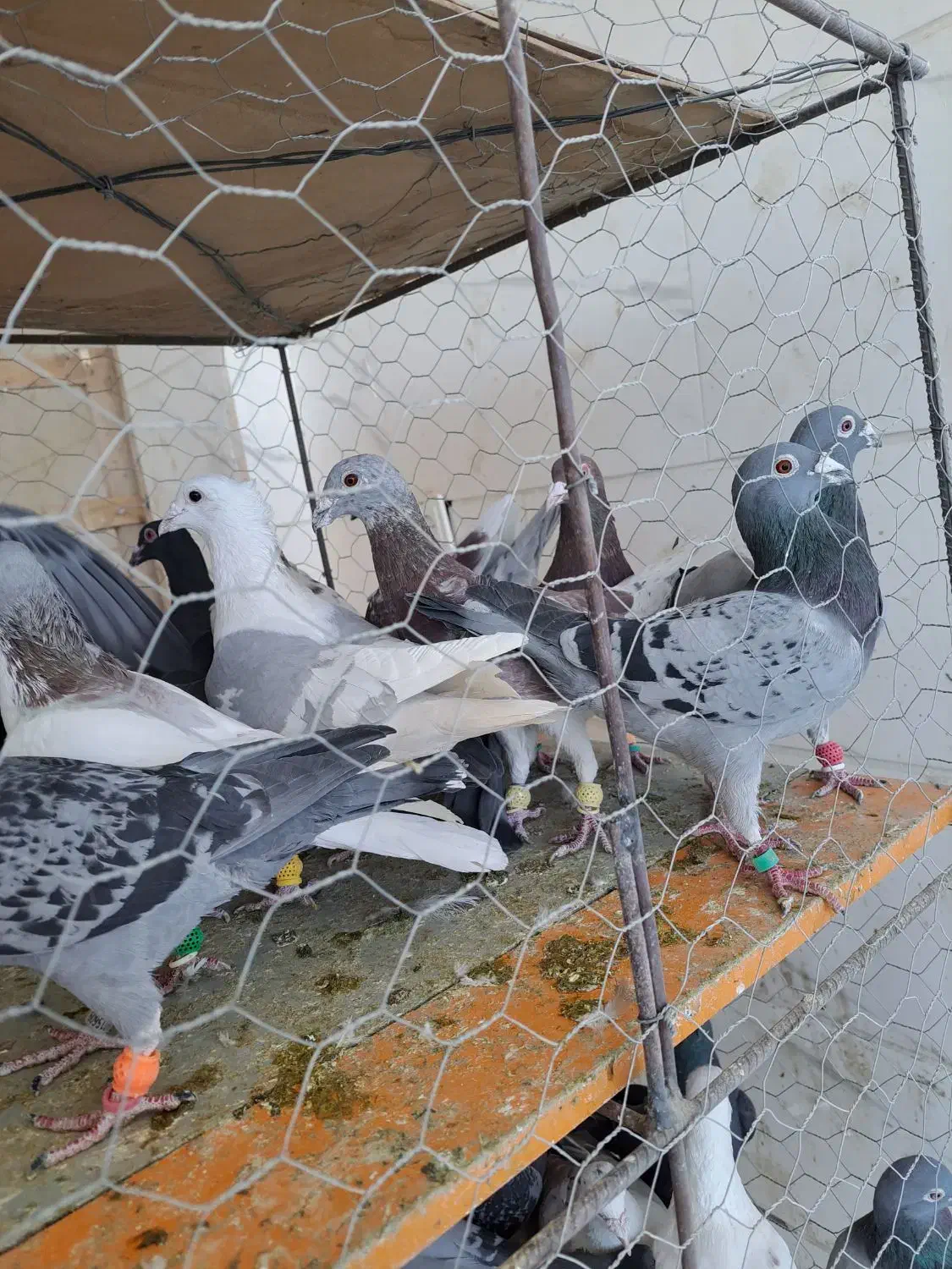 کبوتر ی بوم|پرنده|دشتابی, |دیوار