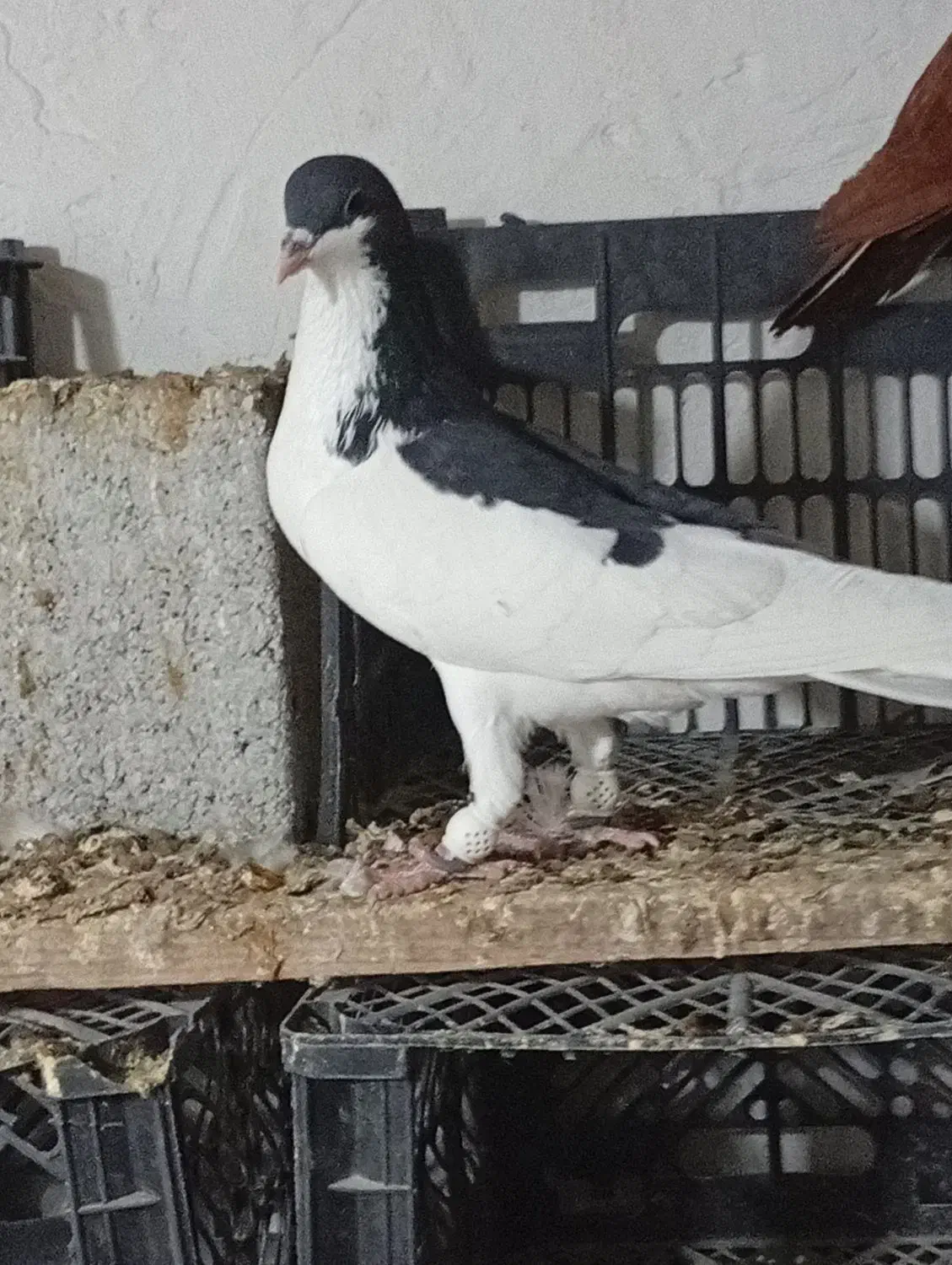 کبوتر|پرنده|وحدتیه, |دیوار