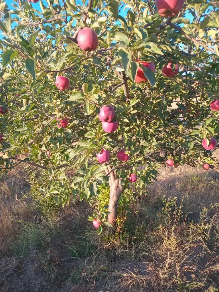 نیازمند به هرسکار ماهر|خدمات باغبانی و درختکاری|هشترود, |دیوار