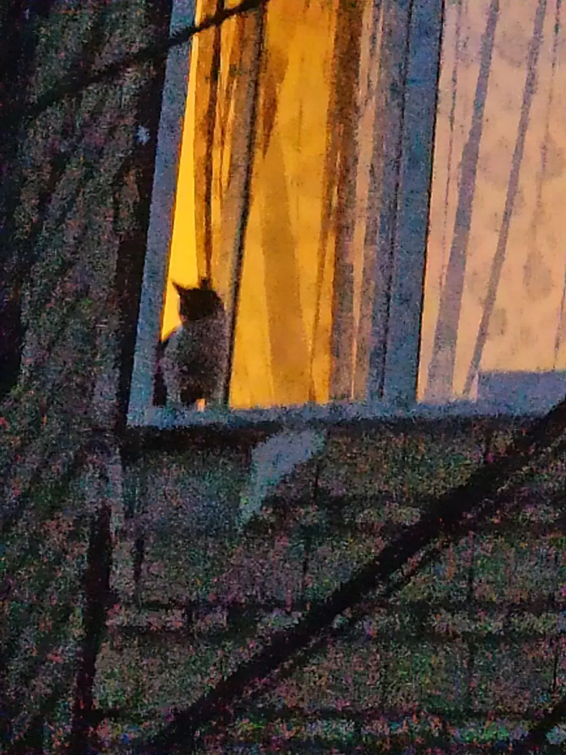 گربه گمشده محدوده یوسفیه نهضت چهل بازه الهیه|گربه|مشهد, یوسفیه (شهرک غرب)|دیوار