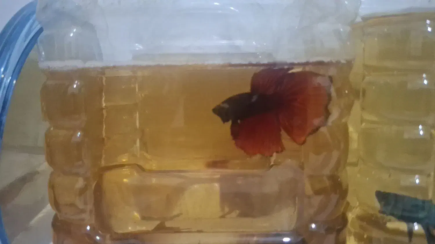 فایتر.بتا.دافنی|ماهی|رشت, نظری|دیوار