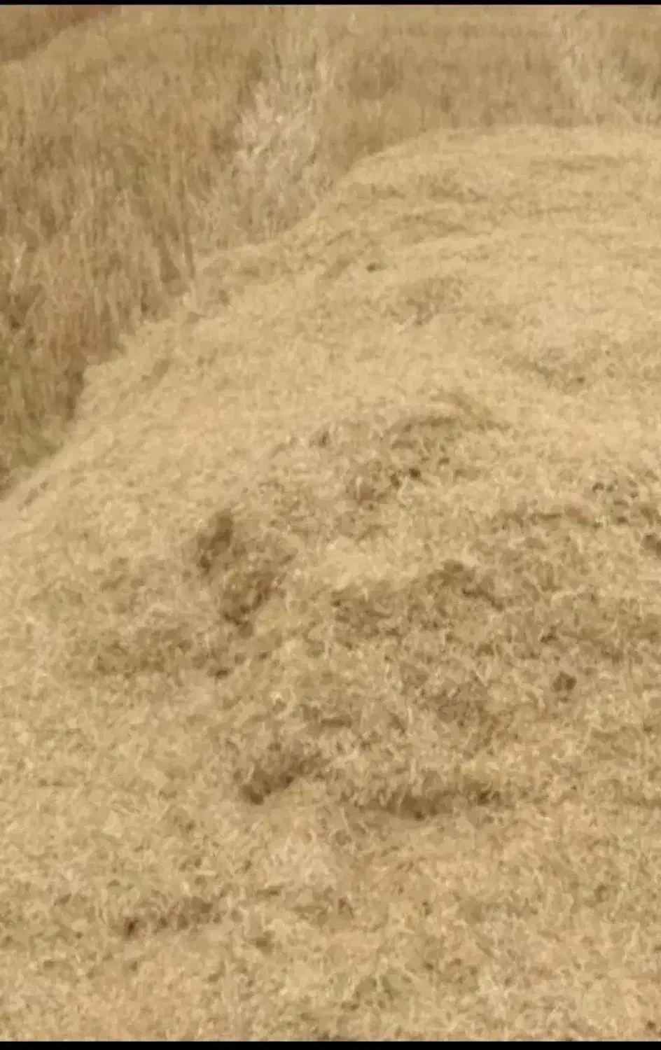 کاه دیم|عمدهفروشی|ماهیدشت, |دیوار