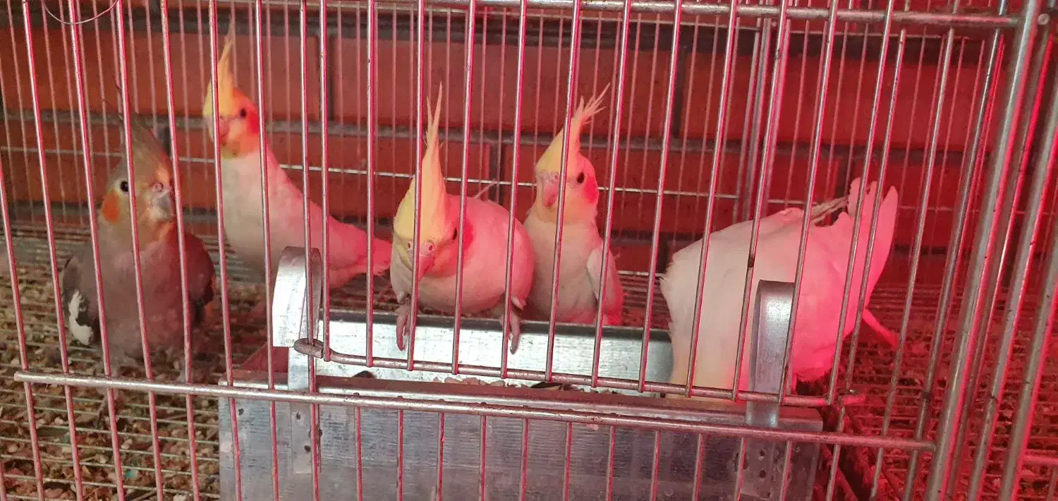 عروس هلندی بالغ|پرنده|شاهین‌شهر, عطار|دیوار