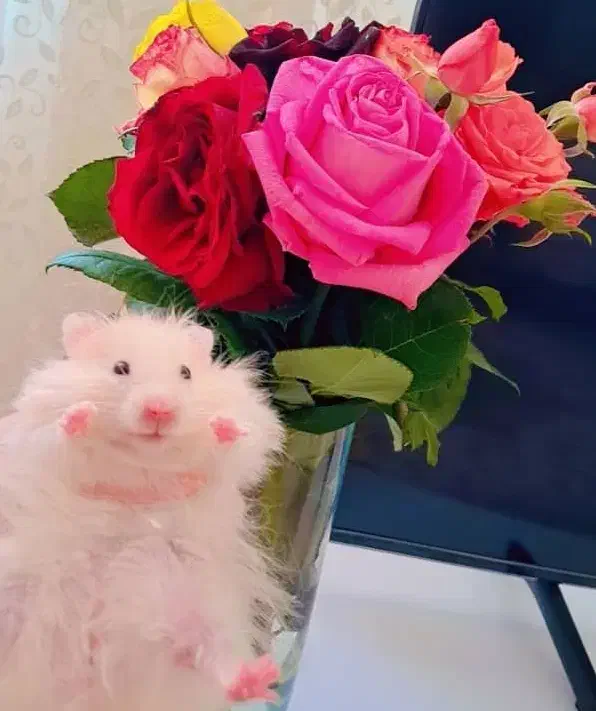 تعدادی همستر سوری تمیز و دستی|موش و خرگوش|شیراز, میانرود|دیوار