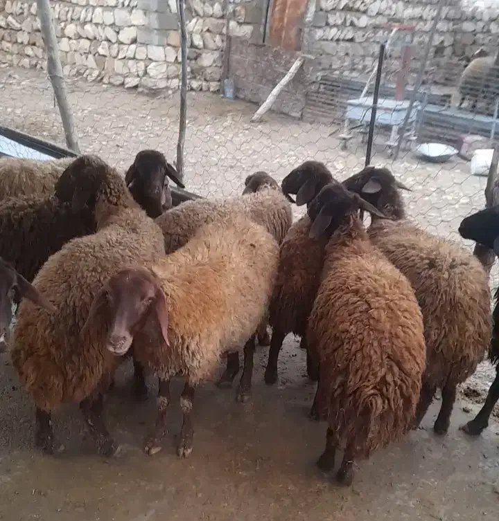 گوسفندمیش بره ماده|حیوانات مزرعه|کوهدشت, |دیوار