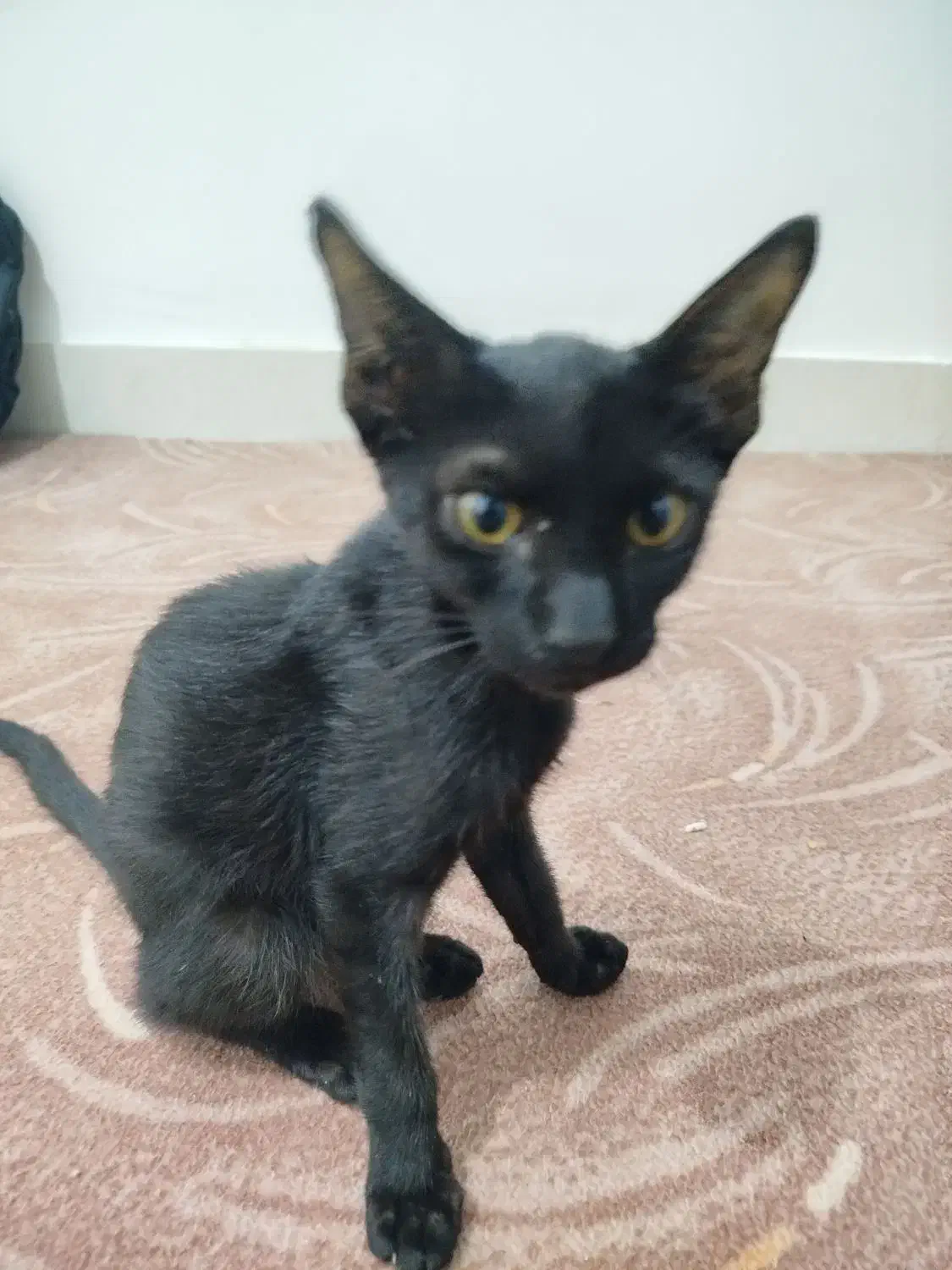 واگذاری گربه سیاه|گربه|بوشهر, |دیوار