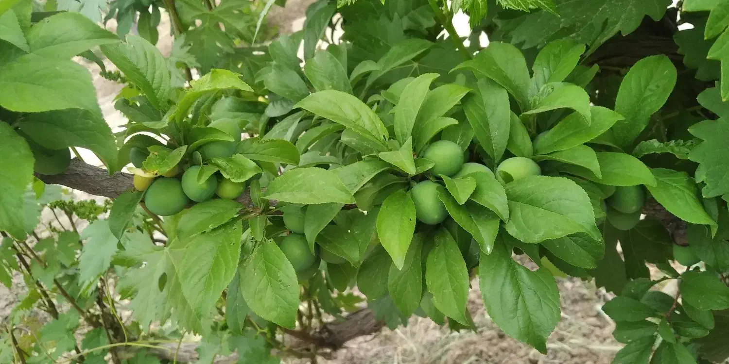 فروش باغچه 900 متری سند تک برگ|فروش دفتر صنعتی، کشاورزی، تجاری|رباط‌کریم, رباط‌کریم|دیوار