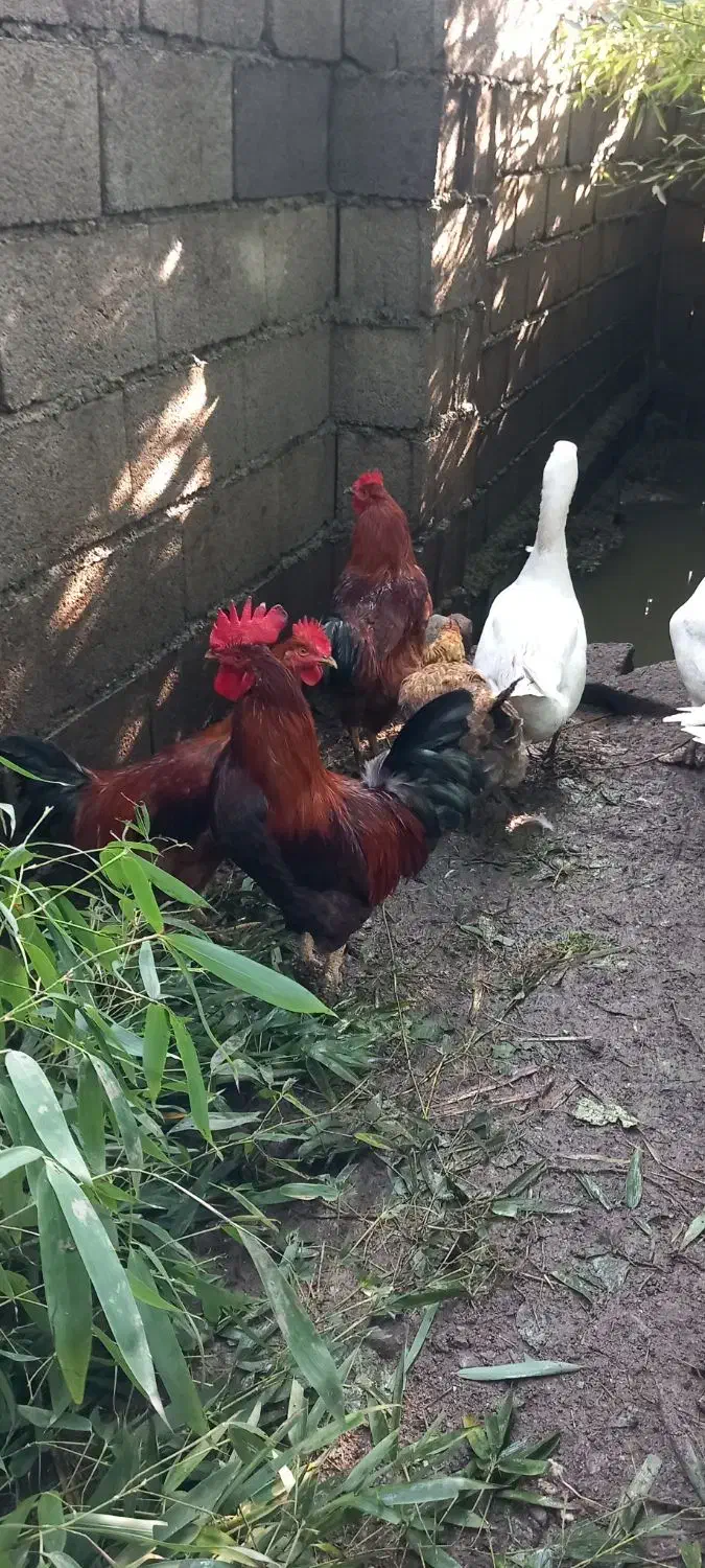 خروس سنگین وزن بزرگ|حیوانات مزرعه|سلمانشهر, |دیوار