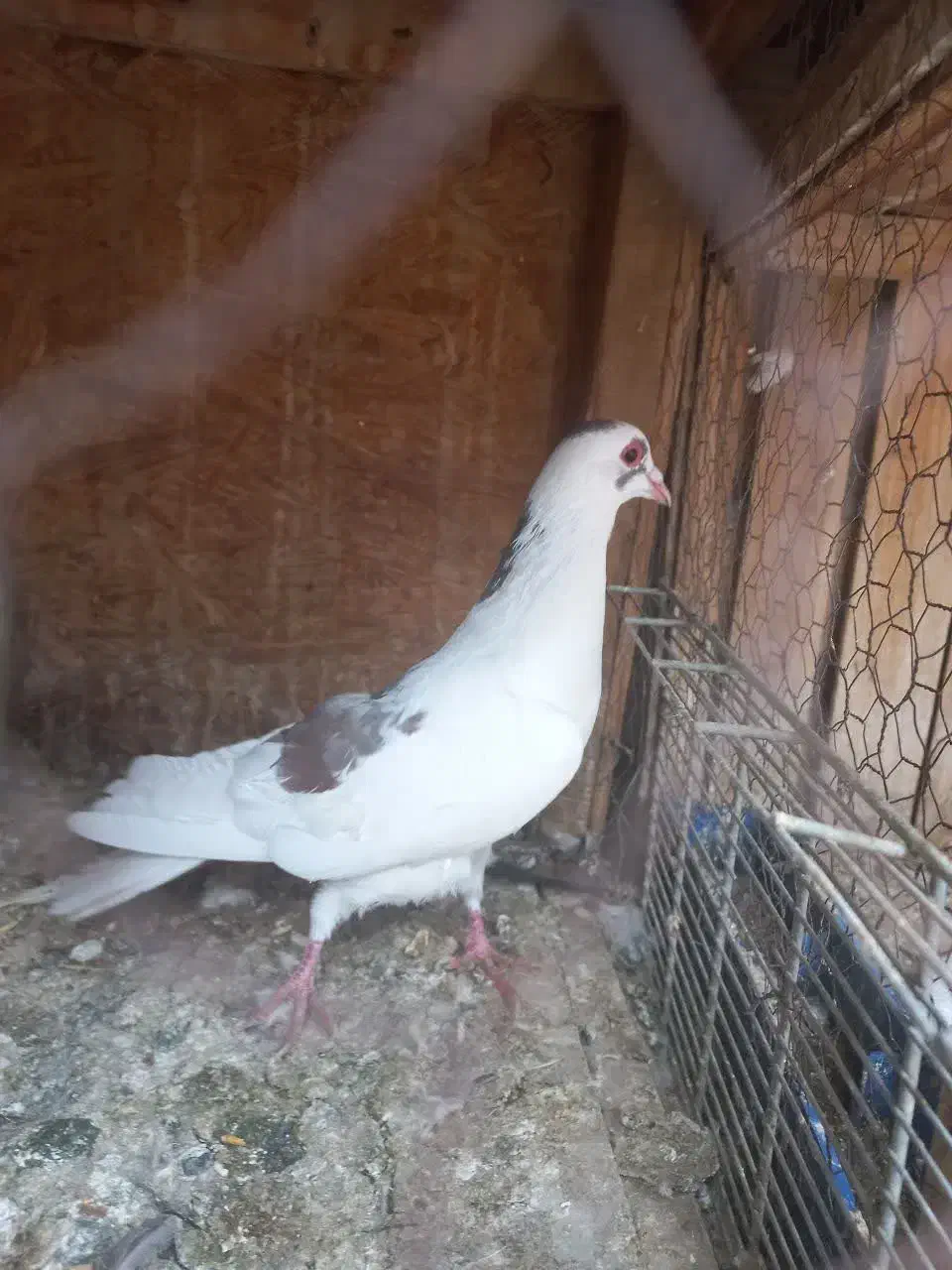 کفتر کبوتر|پرنده|قم, ولیعصر|دیوار