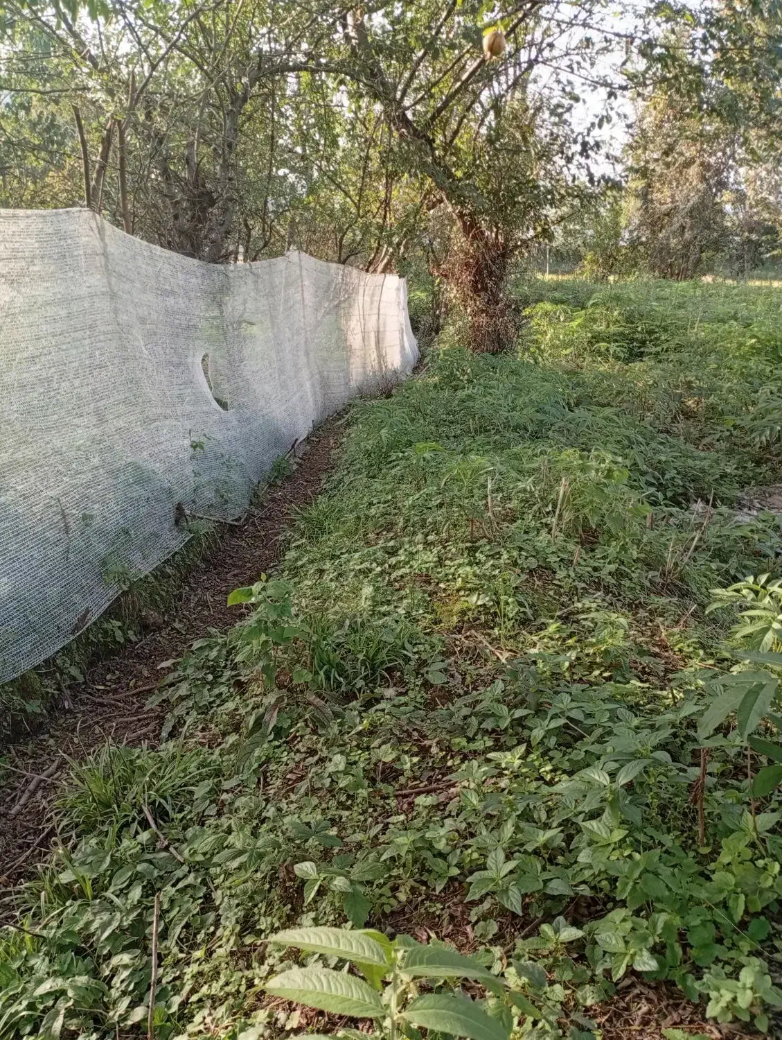 زمین325متر مسکونی استخر دوقلو سه سار|فروش زمین و ملک کلنگی|ماکلوان, |دیوار