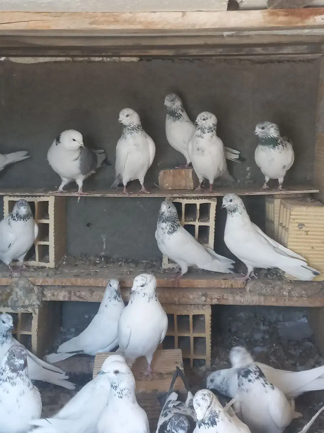 کبوتر|پرنده|لنجان, |دیوار