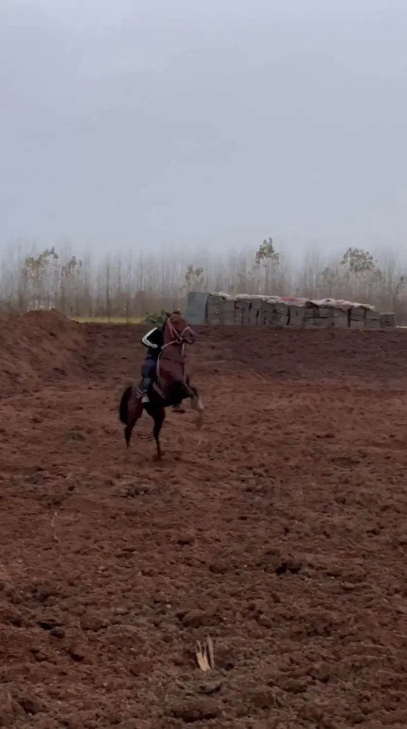 نریان دو سر کرد|اسب و تجهیزات اسبسواری|رشت, گلسار|دیوار