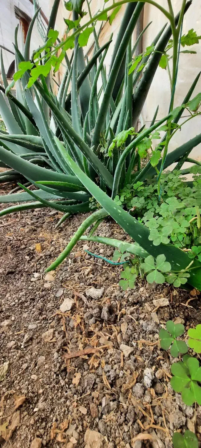 گل تزئینی .|گل و گیاه طبیعی|خلجستان, |دیوار