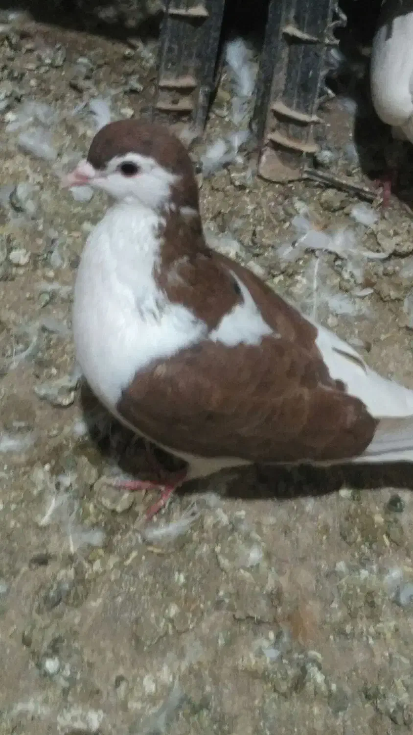 کفترخال‌وچپ‌وطوقی‌‌|پرنده|شامکان, |دیوار