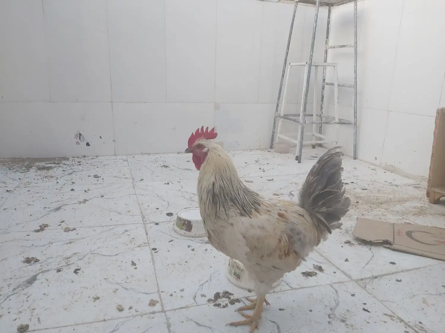 خروس|حیوانات مزرعه|قم, ولیعصر|دیوار