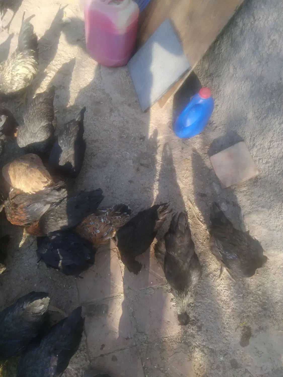 مرغ وخروس|حیوانات مزرعه|محمدیه-قزوین, |دیوار