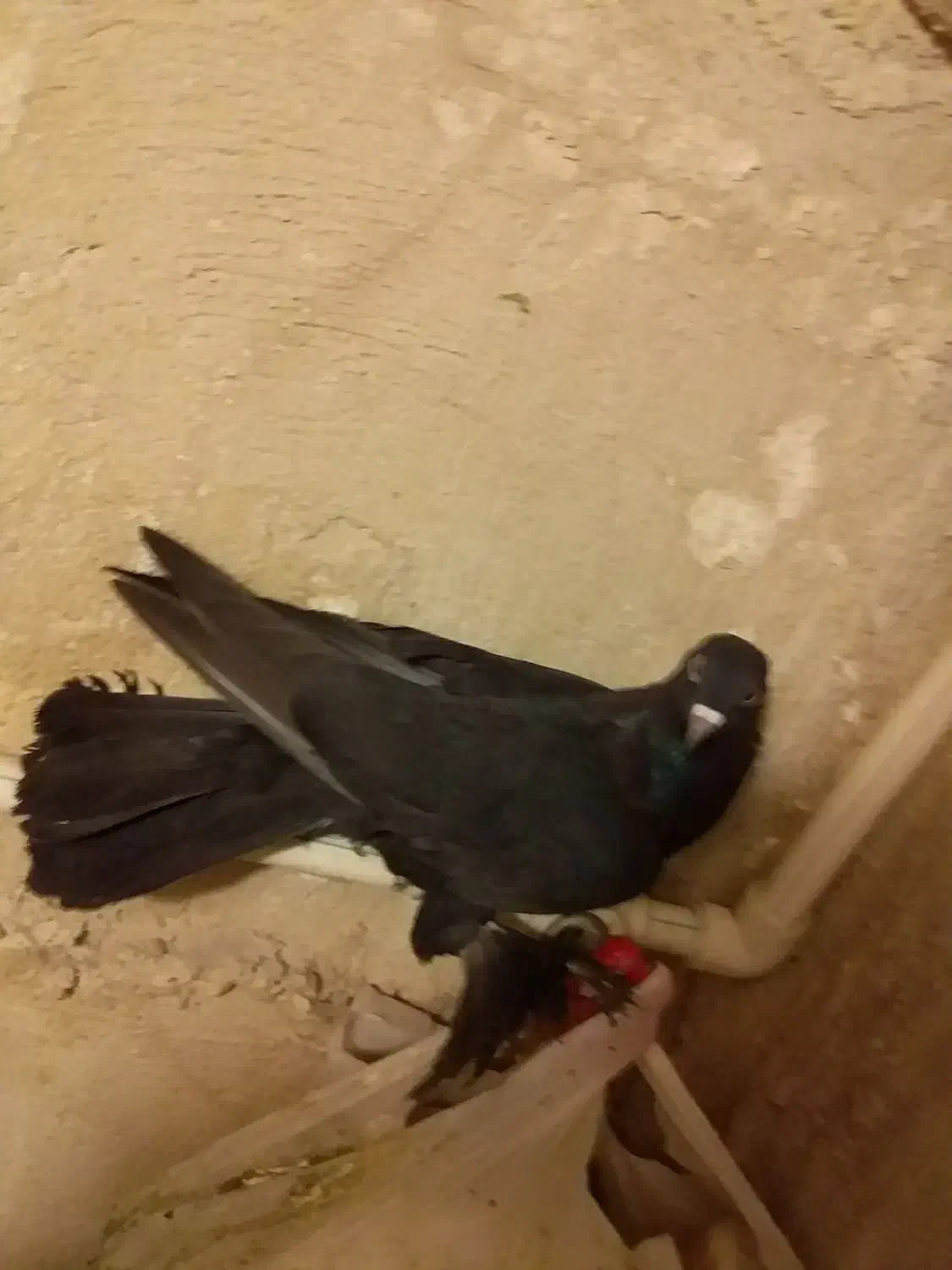 کبوتر|پرنده|تبریز, |دیوار