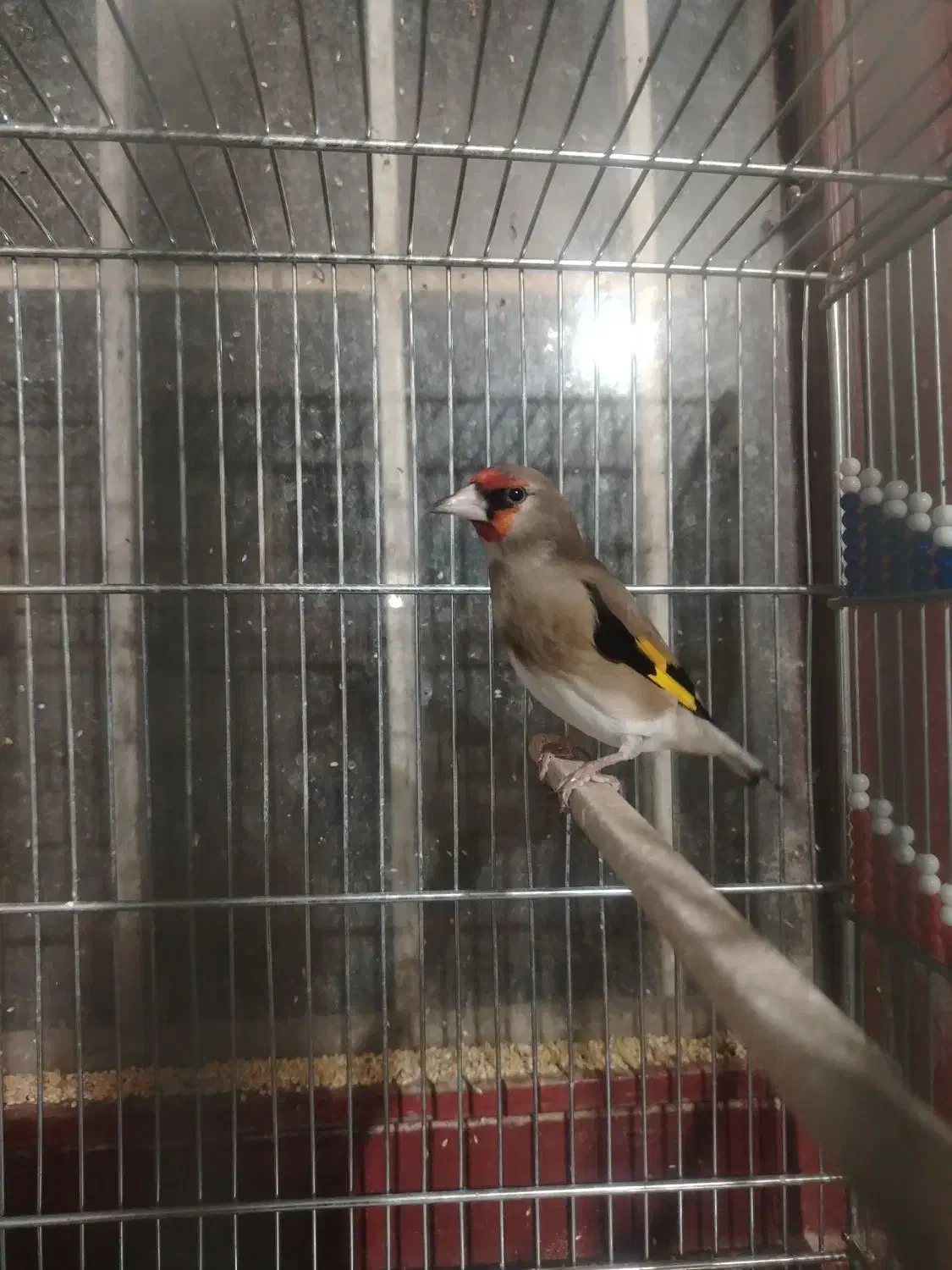 سهره سقا قناری گلبسر|پرنده|کرمان, |دیوار