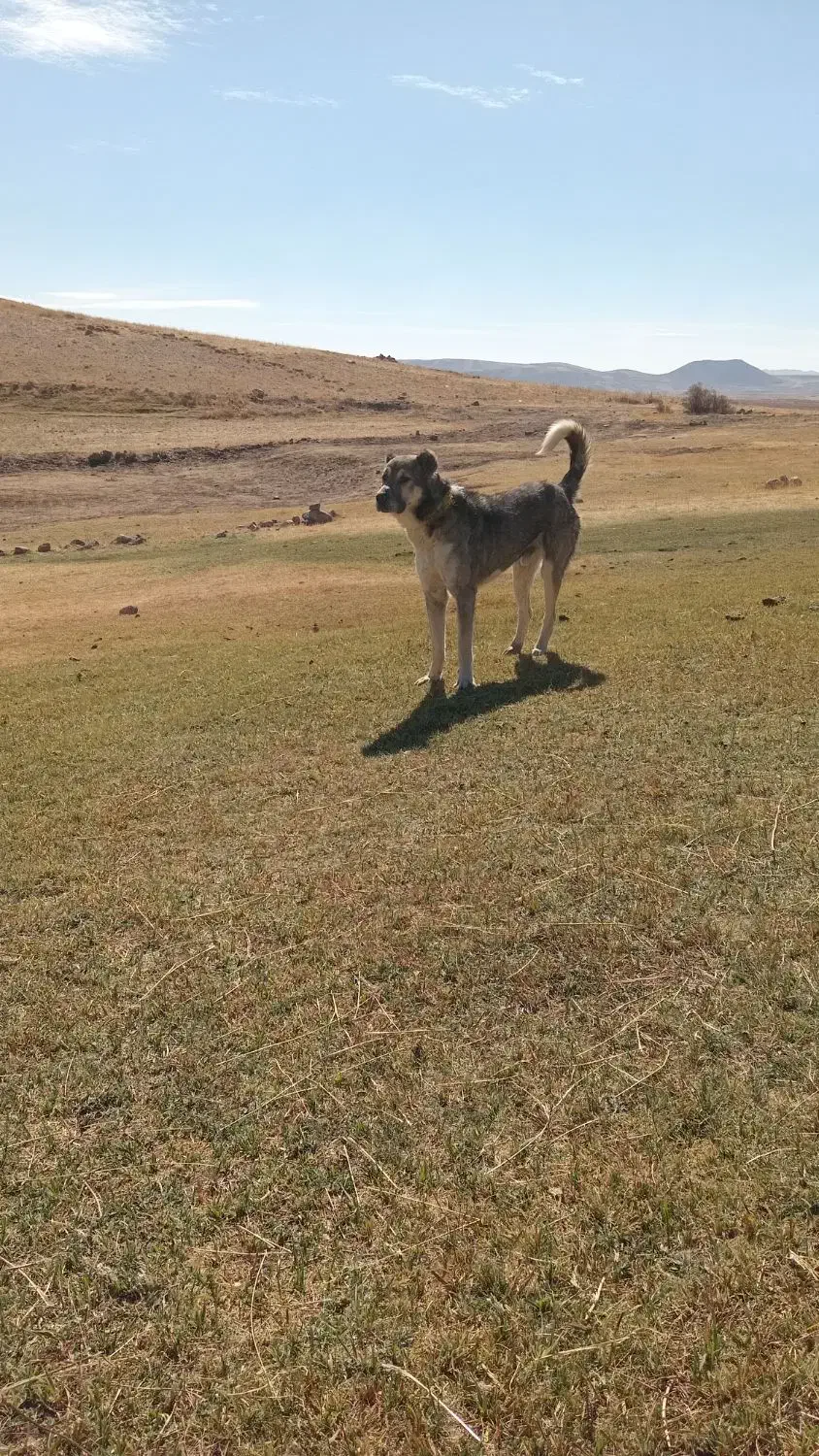 8میلیون|سگ|بستان آباد, |دیوار