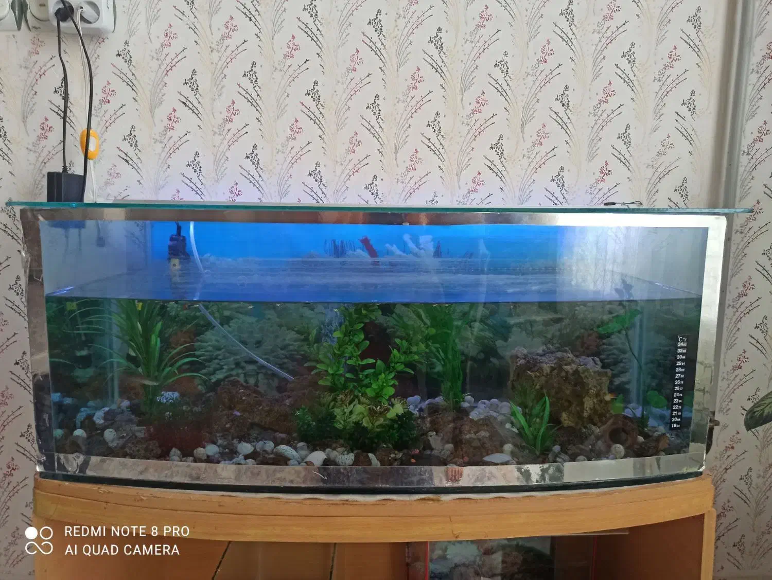 آکواریوم سالم|ماهی|کرمانشاه, |دیوار