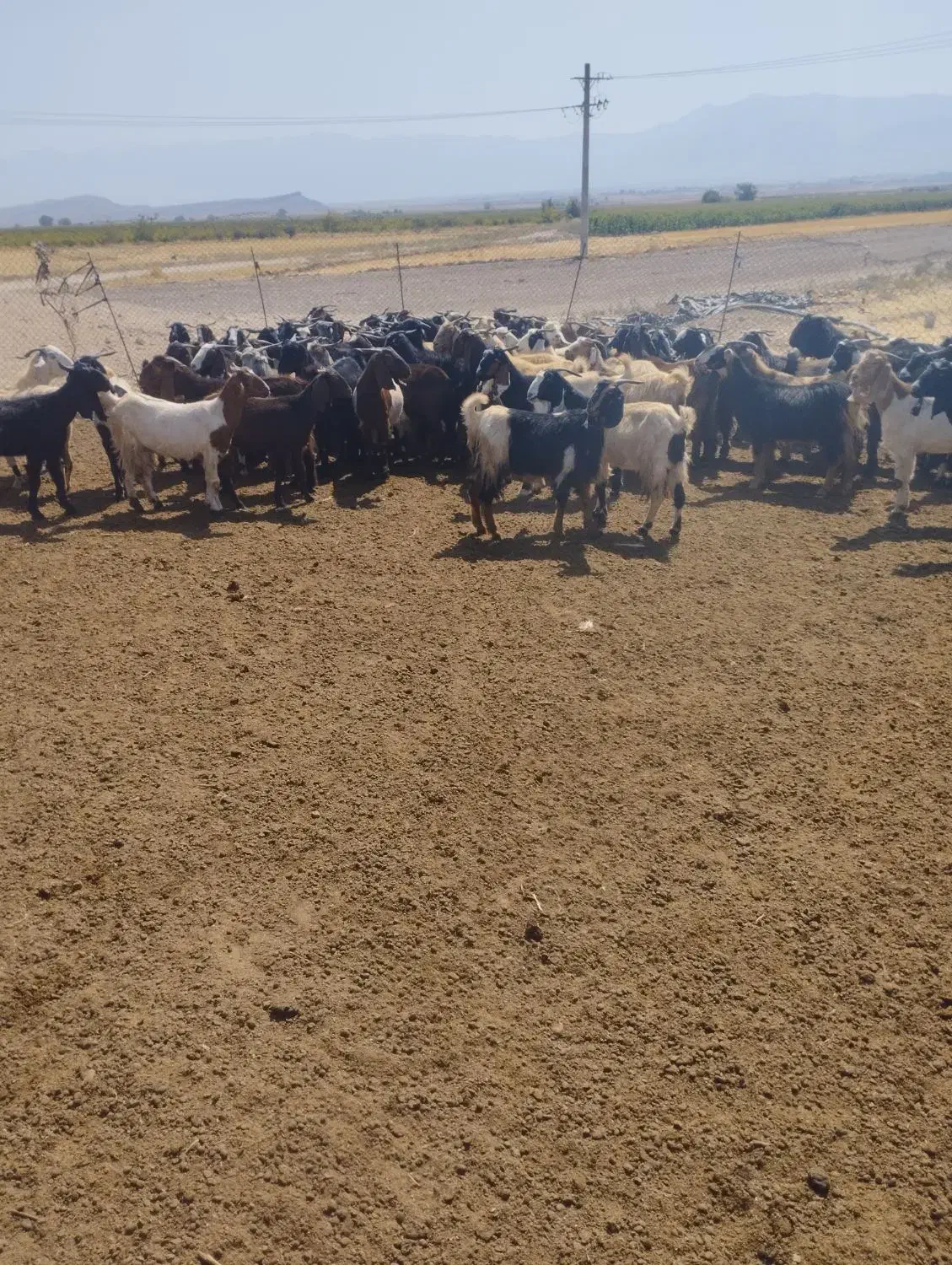 گله بزداشتی|حیوانات مزرعه|کوار, |دیوار