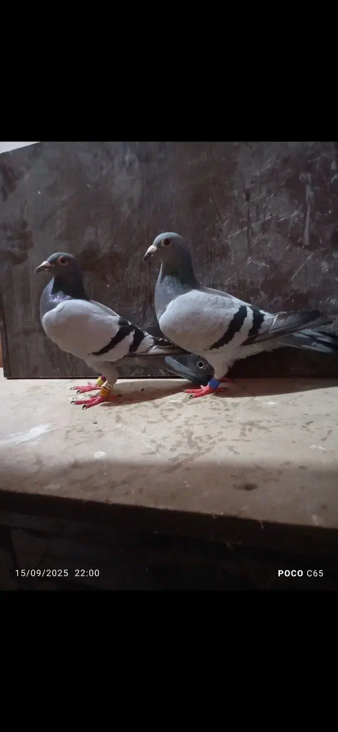 دوجفت عتیقه|پرنده|نیر (اردبیل), |دیوار