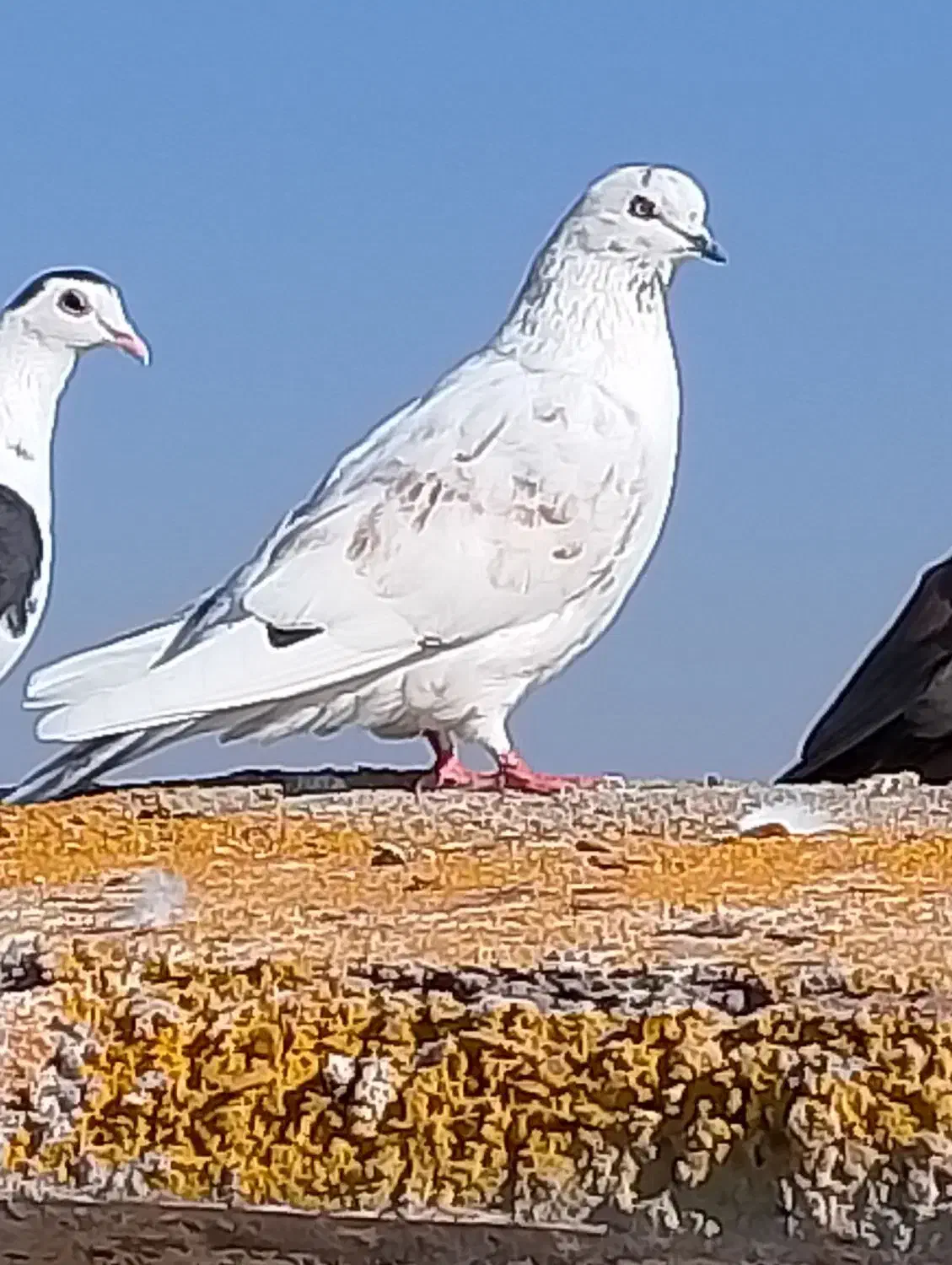 کفتر|پرنده|تایباد, |دیوار