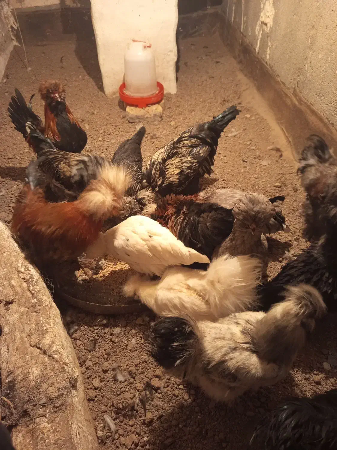 مرغ و خروس پرپا کاکلی|حیوانات مزرعه|تربتحیدریه, میدان مرکزی|دیوار