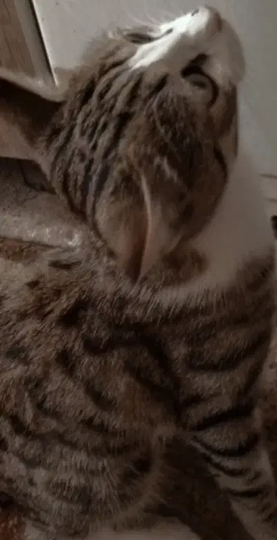 گـربه|گربه|هریس, |دیوار