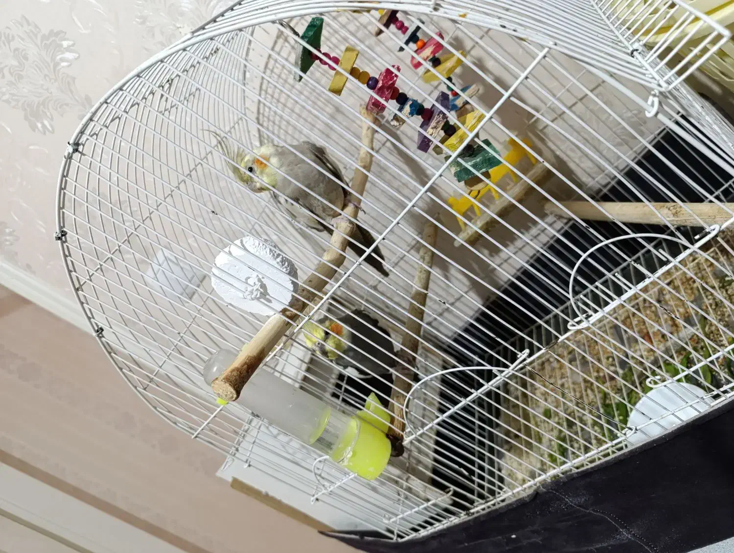 طوطی عروس هلندی سخنگو|پرنده|اردبیل, |دیوار