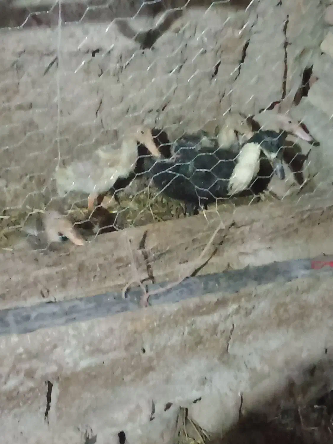 جوجه اردک|حیوانات مزرعه|مشگین شهر, |دیوار