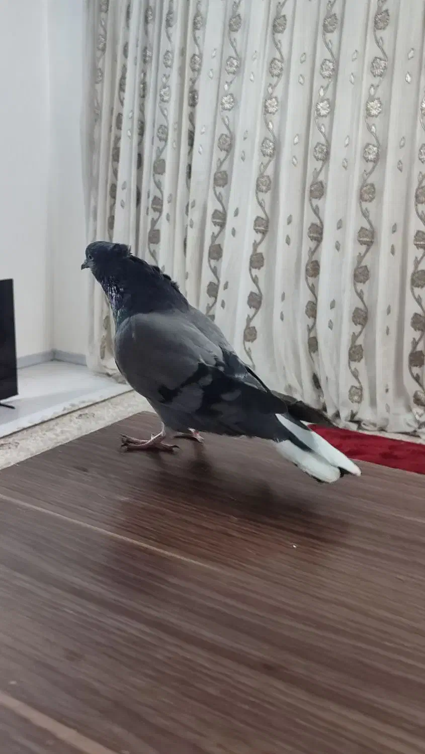 کبوتر|پرنده|شاهینشهر, مسکن مهر|دیوار