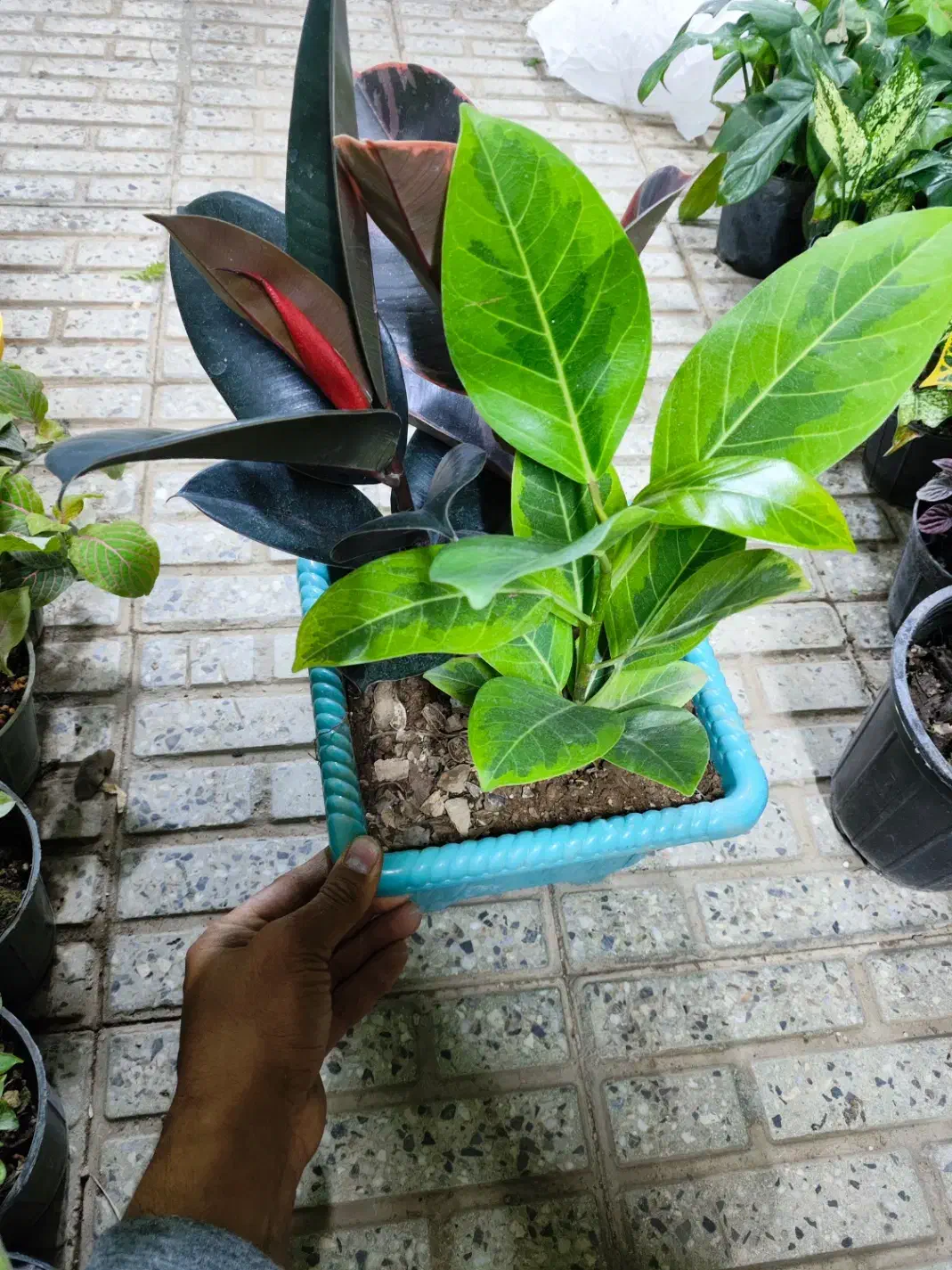 هدیه روز مادر|گل و گیاه طبیعی|اصفهان, شاه پسند|دیوار