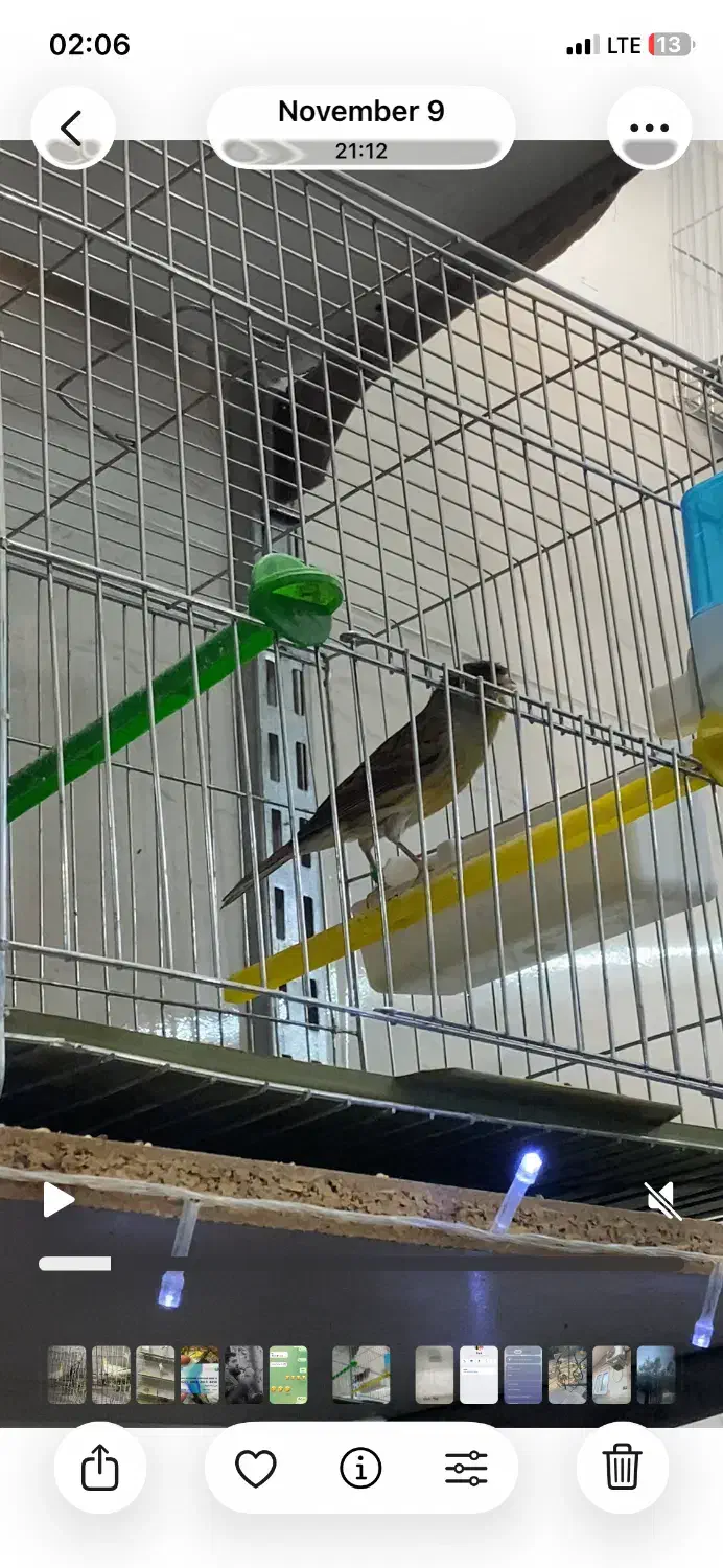 فروش قناری قرص|پرنده|جوادآباد, |دیوار