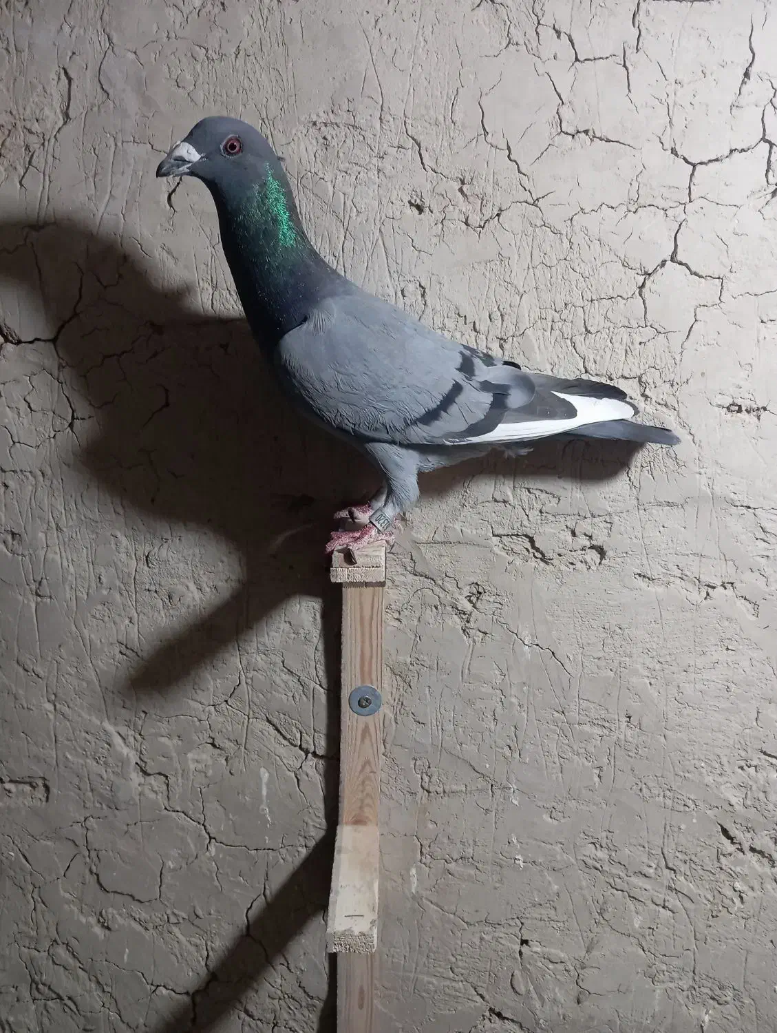 کبوتر|پرنده|زهک, |دیوار