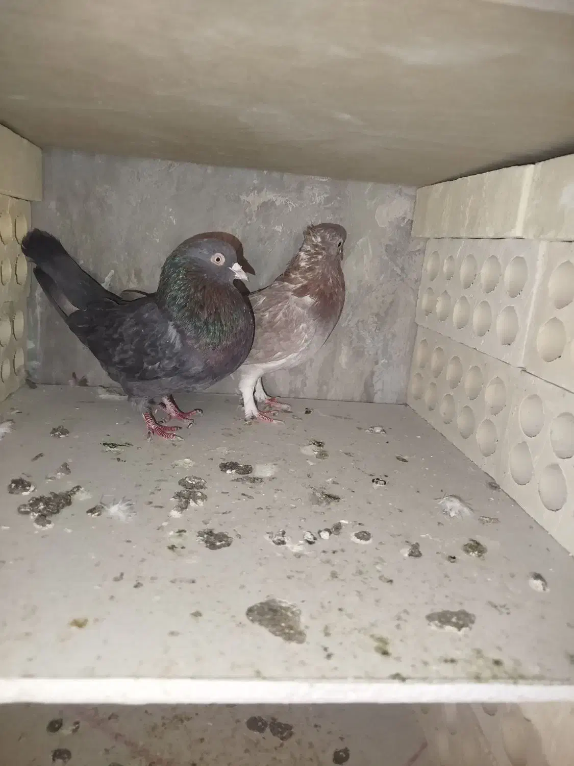 کفتر کبوتر|پرنده|فردیس, شهرک ۱۱۰|دیوار