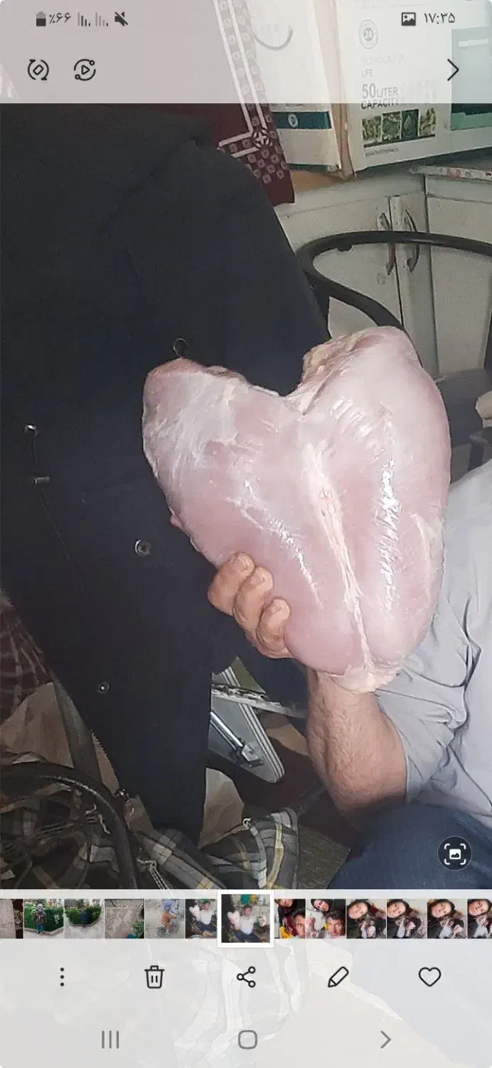 بوقلمون بیوتیک|حیوانات مزرعه|چهاردولی, |دیوار