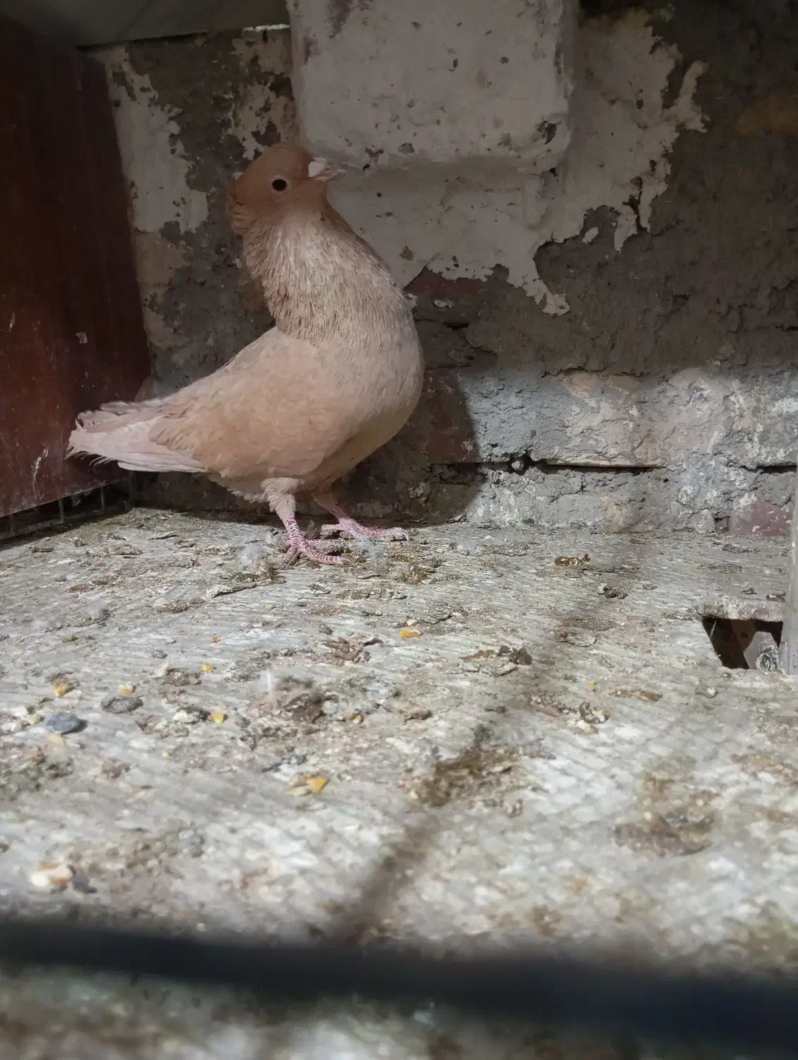 دم سفید و کرمانی|پرنده|بیرجند, |دیوار