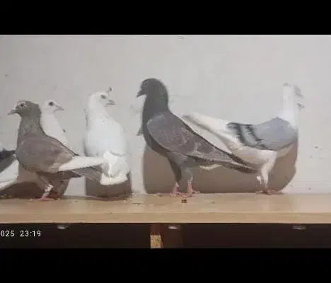 کبوتر|پرنده|بم, |دیوار