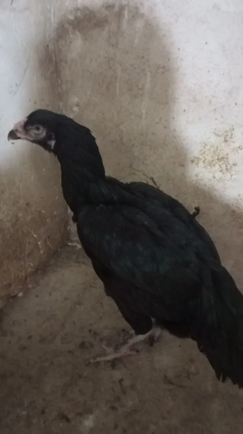 فروش تعداد مرغ لاری|حیوانات مزرعه|تربت جام, میان جام|دیوار