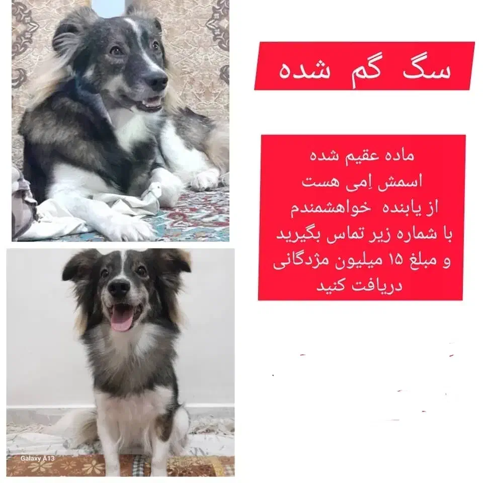 سگ گم شده،رشت،محل فشتام،شهر صنعتی رشت وسراوان|حیوانات|سنگر, |دیوار