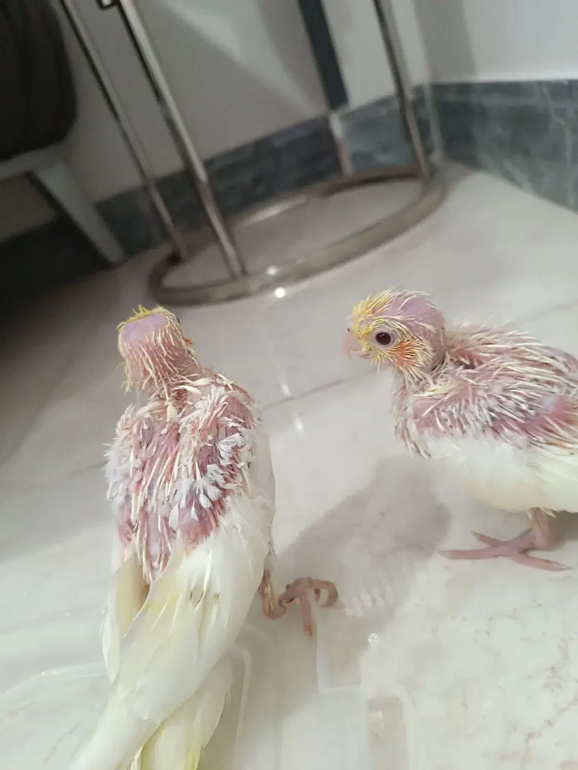 جوجه عروس هلندی|پرنده|شهریار, شهرک بهاران (ویره)|دیوار