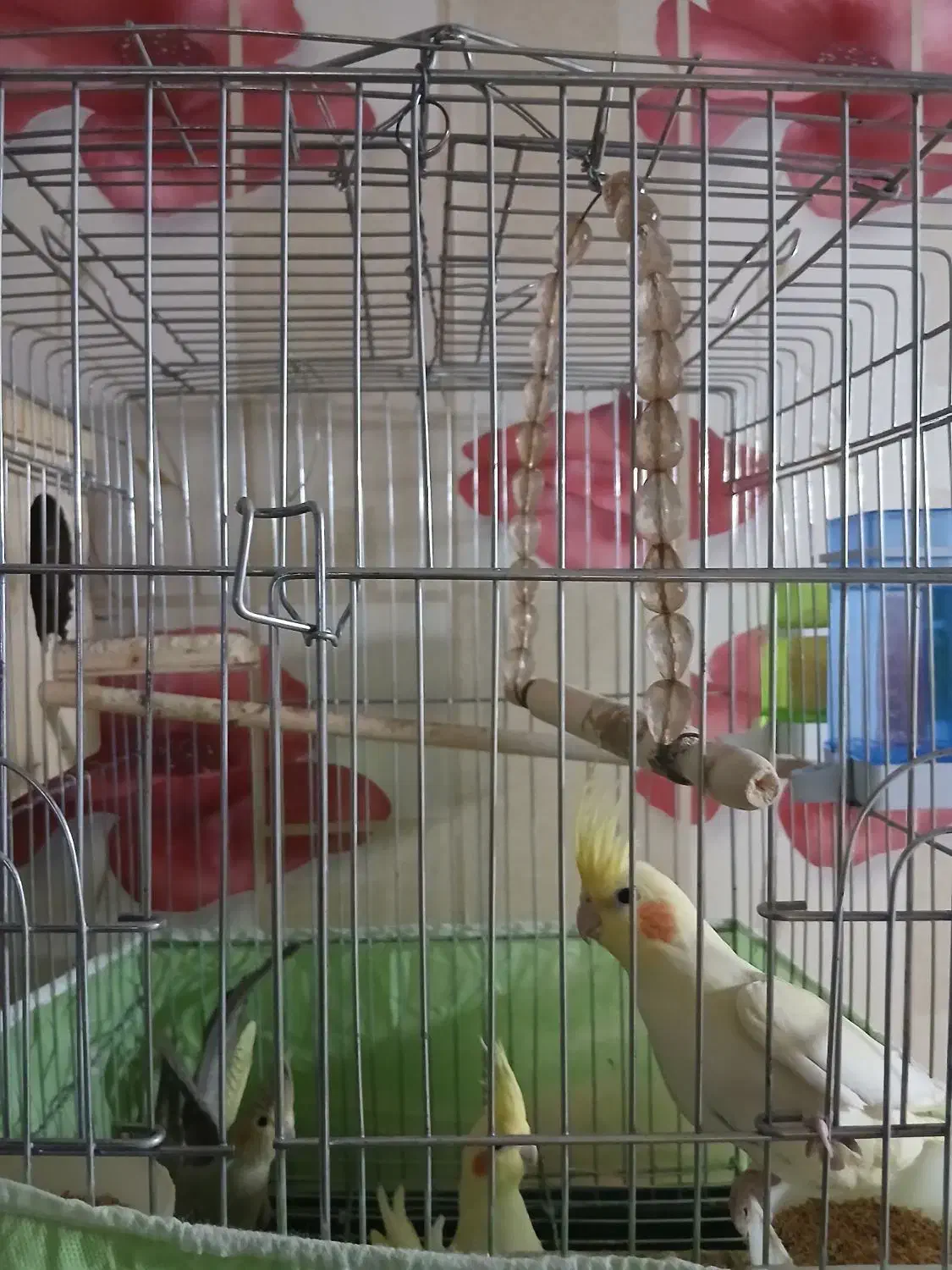 فروش عروس هلندی|پرنده|ایلام, |دیوار