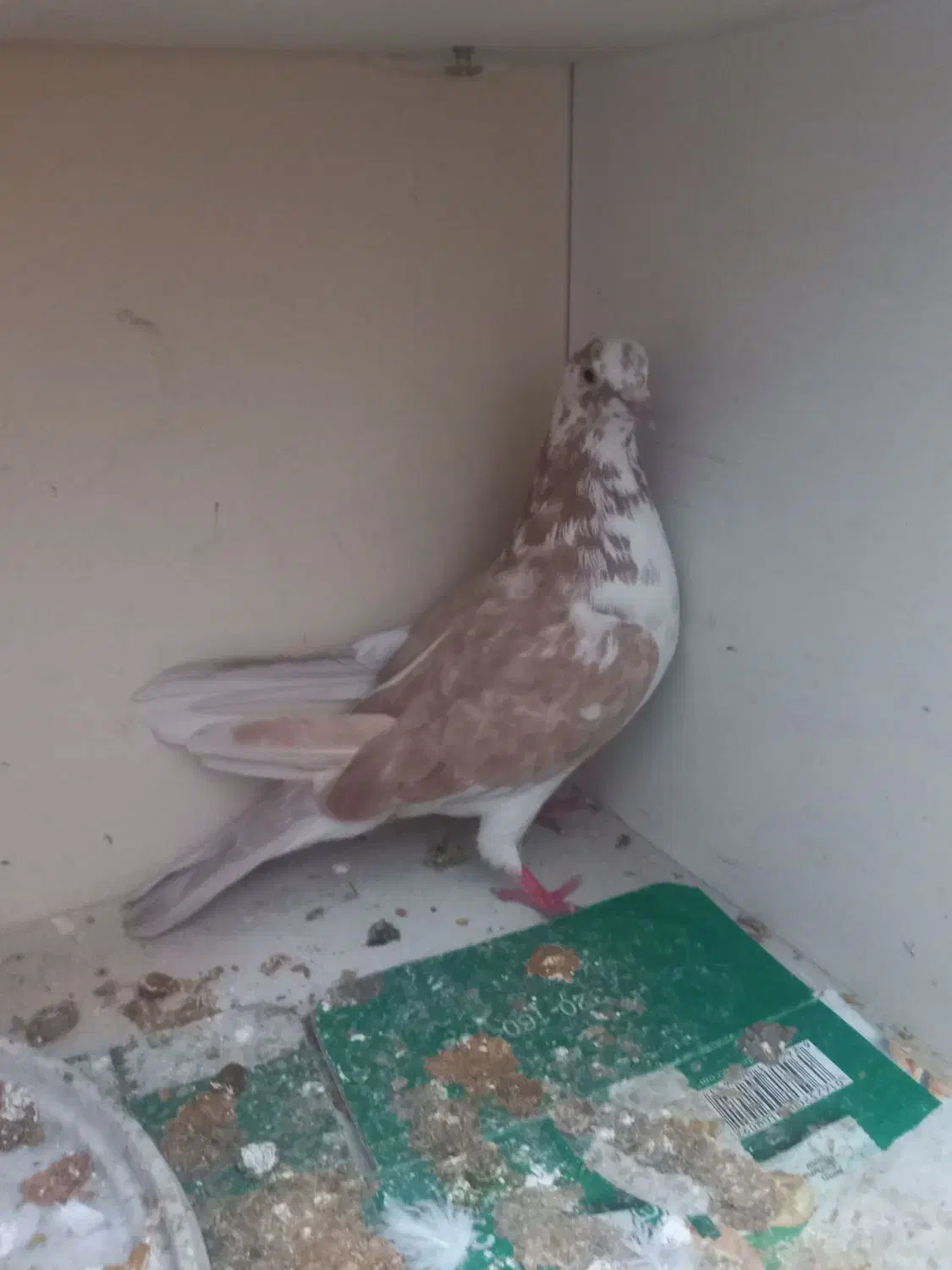 کبوتر|پرنده|اهواز, کوی رمضان|دیوار