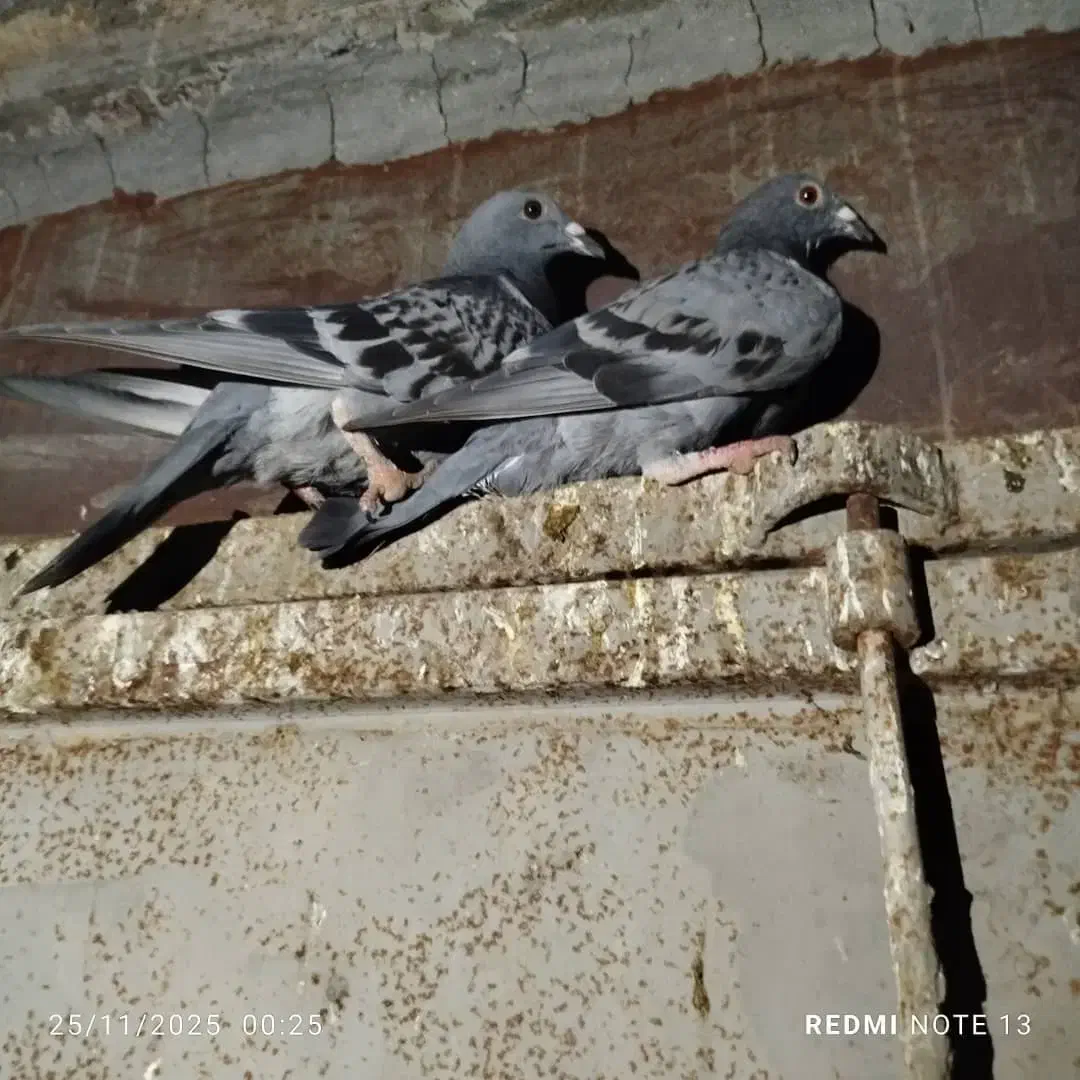 کبوتر جوجه پلاکی|پرنده|اهواز, کیانپارس |دیوار