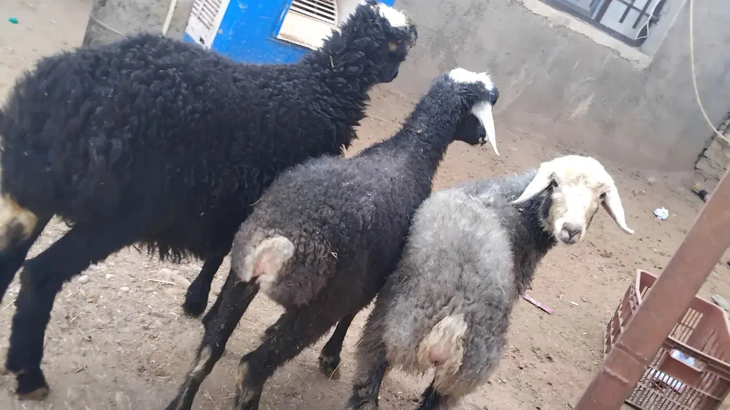 بره نر و ماده وزن ۳۰کیلو|حیوانات مزرعه|آبیک, |دیوار