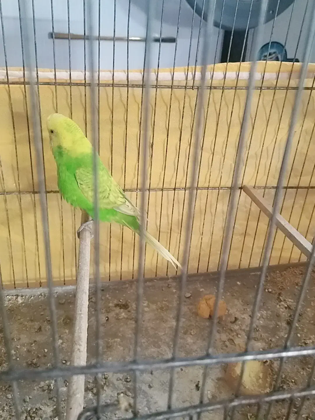 مرغ عشق|پرنده|ایذه, |دیوار